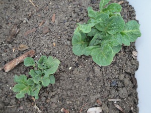 potato plants