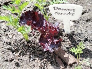 red leaf lettuce in a bed of carrots